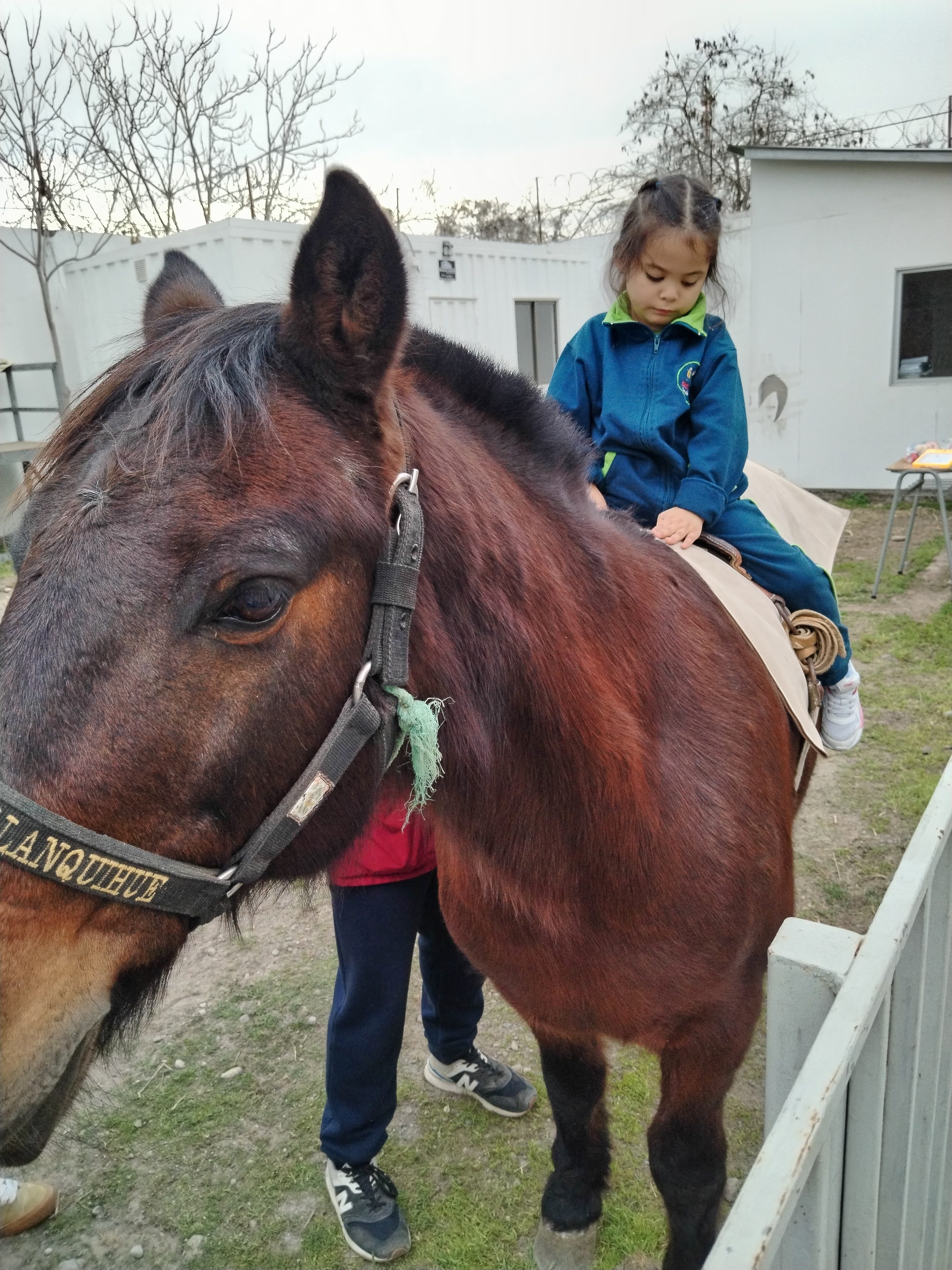 Estudiante en actividad de hipoterapia con caballo
